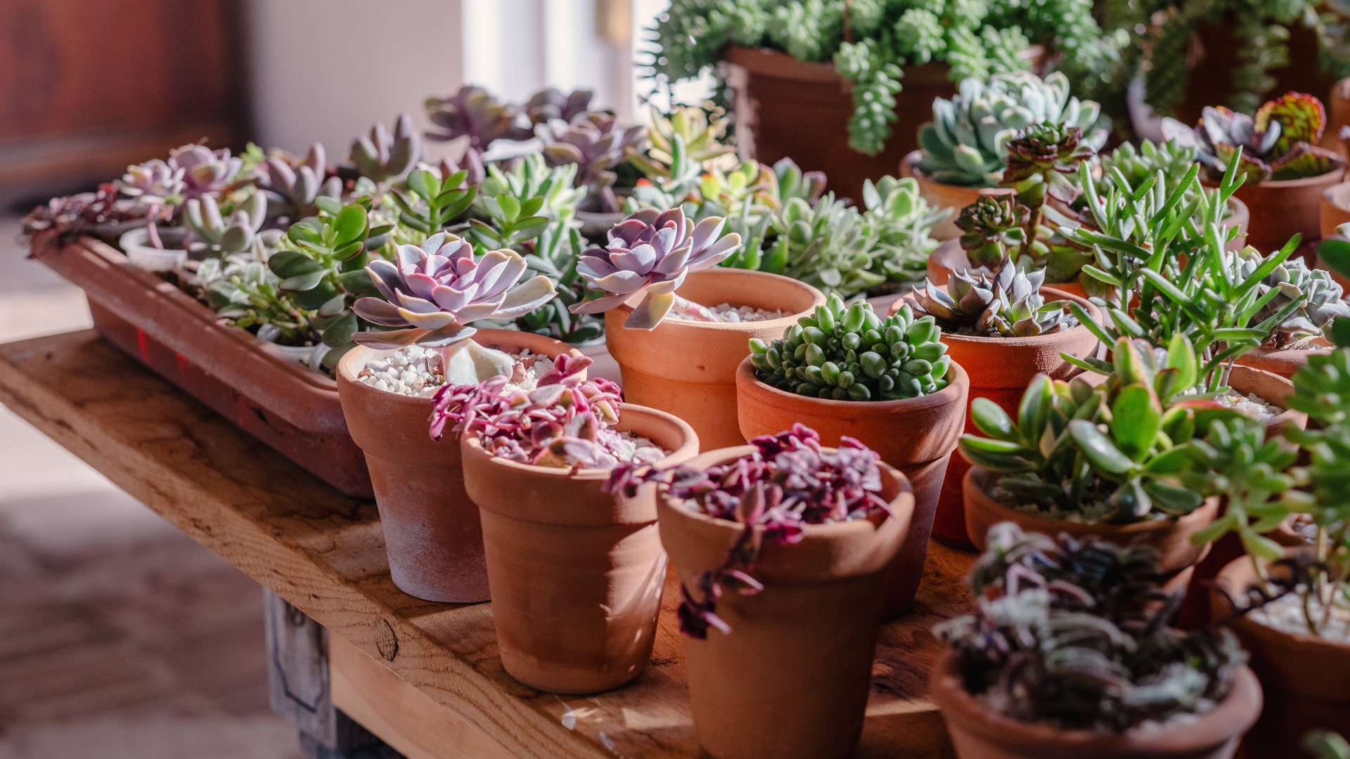 Succulents