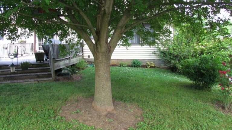 yard tree
