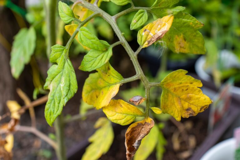 yellow cherry tomato plant leaves (featured image)