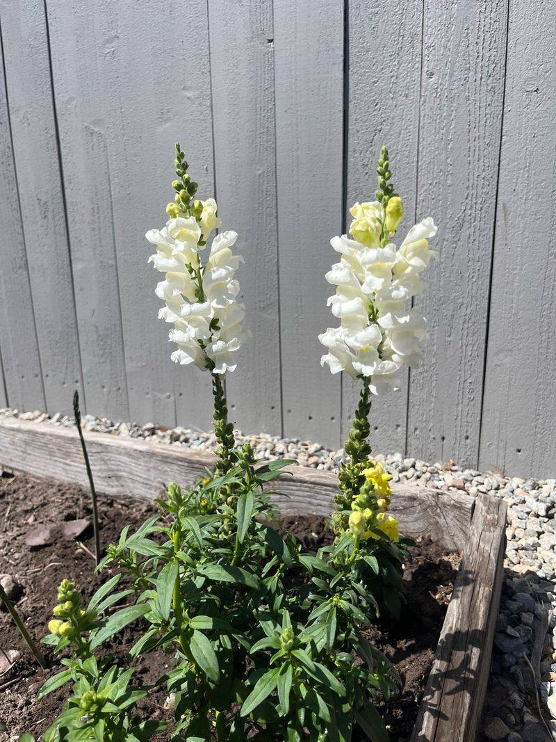 17. Snapdragons