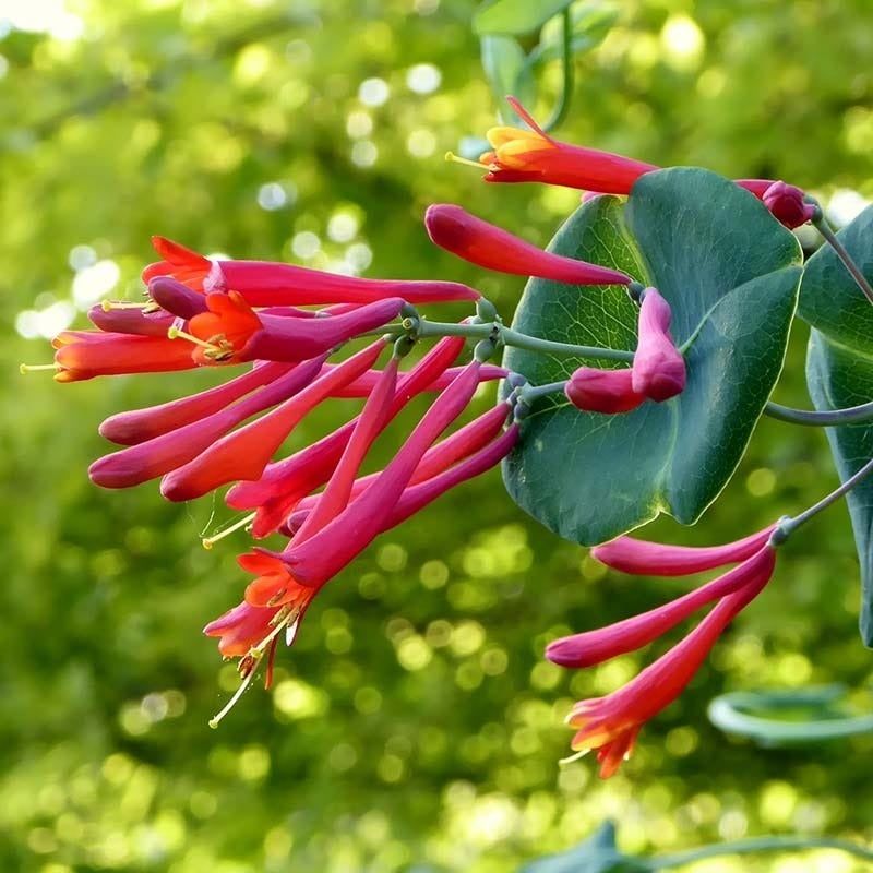 17. Coral Honeysuckle (Lonicera sempervirens 'Major Wheeler')