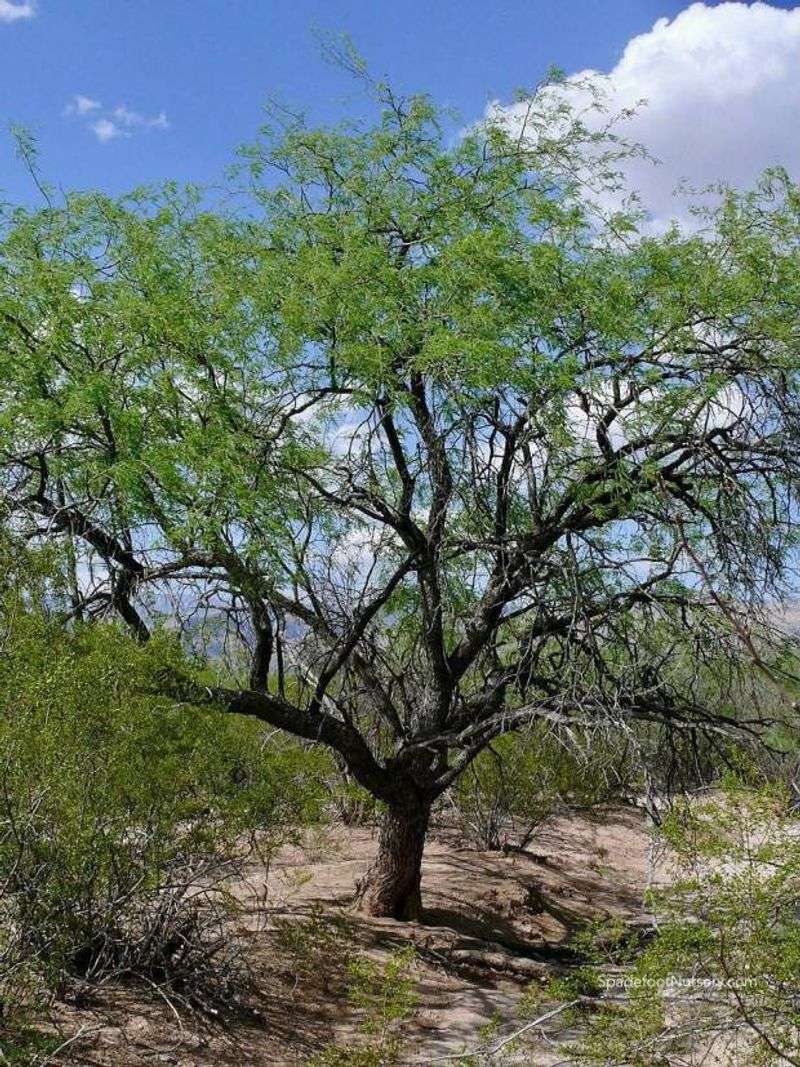 17. Mesquite Trees