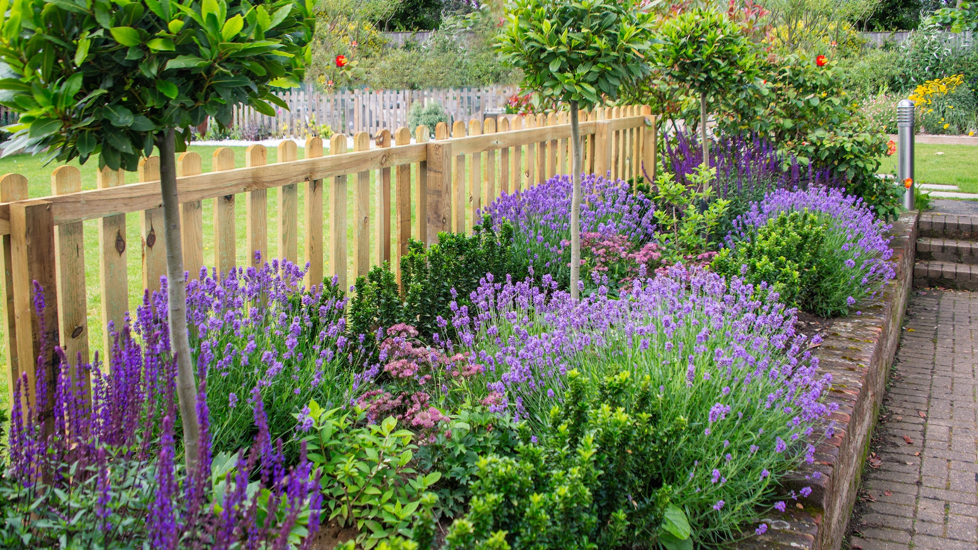 Lavender