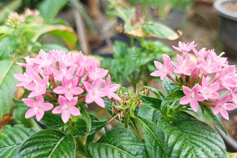 penta bush in bloom (featured image)