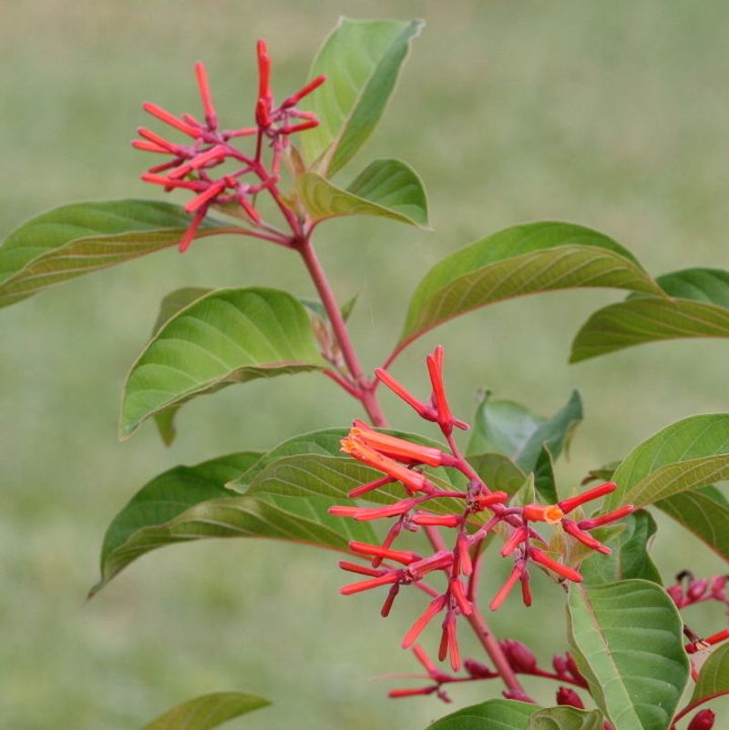 Firebush (Hamelia patens)