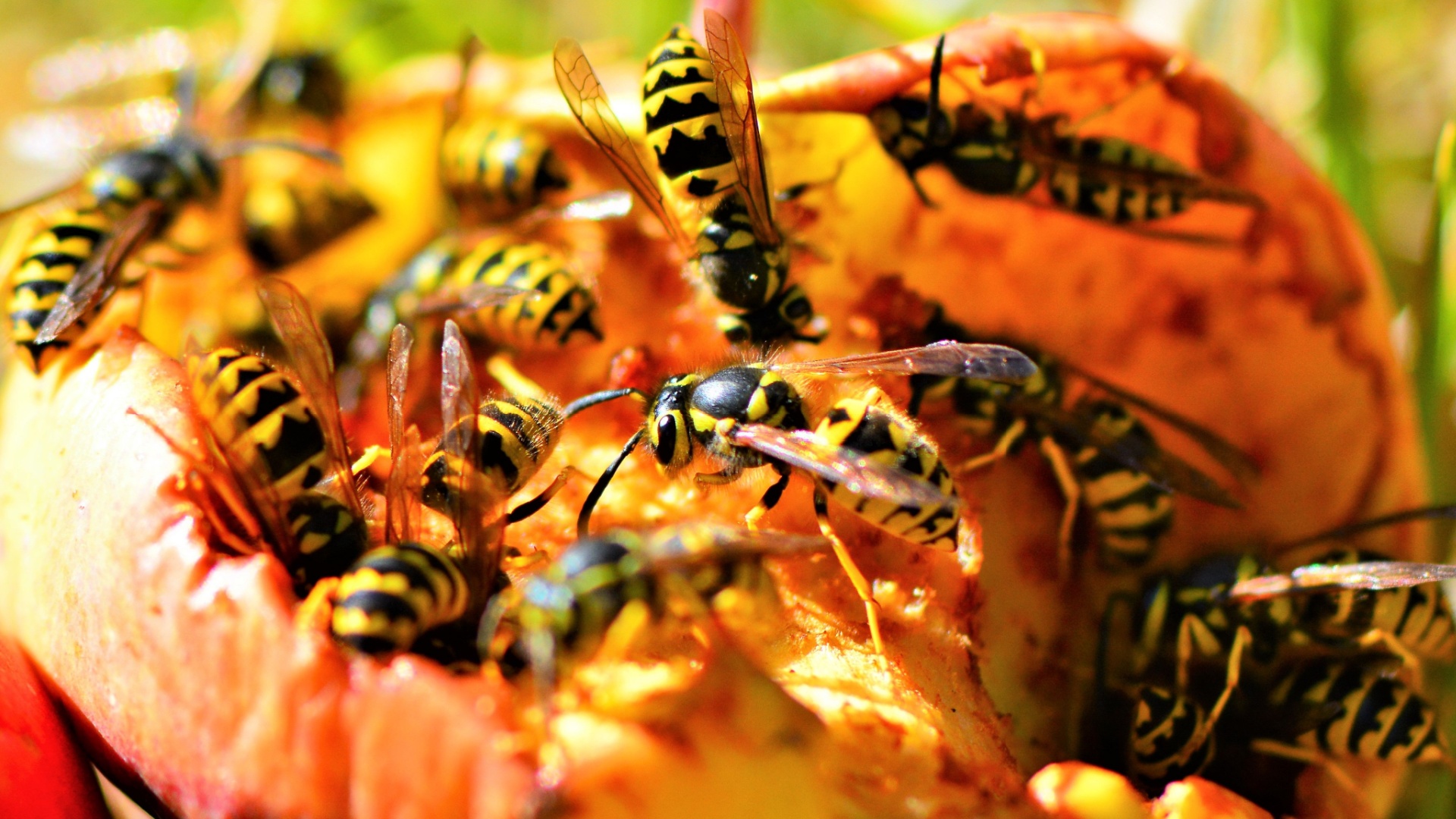 17 Homemade Yellowjacket Traps To Keep Your Summer Parties Sting-Free