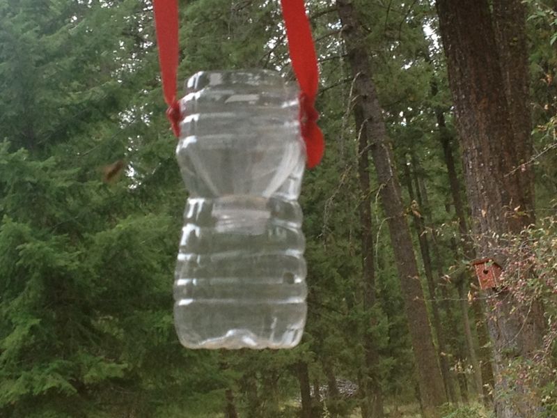 Soda Bottle Funnel Trap