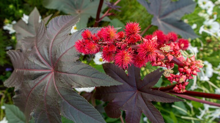 castor bean plant
