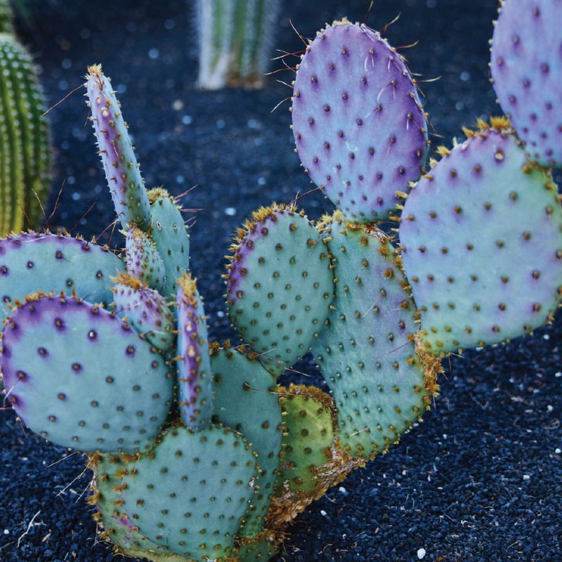 Prickly Pear Cactus (Specific Varieties)