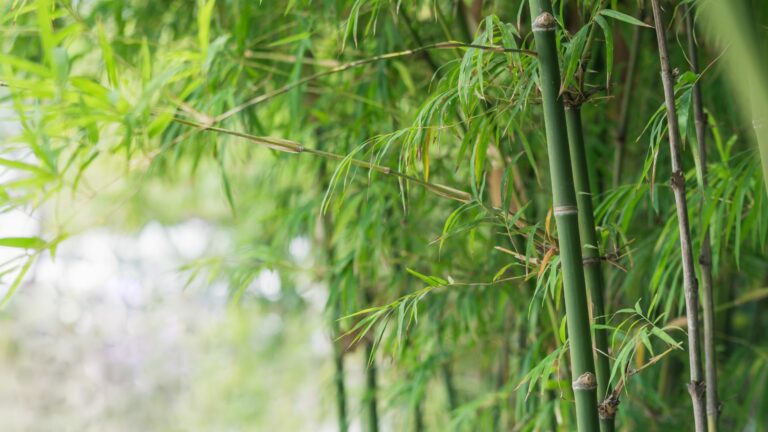 bamboo