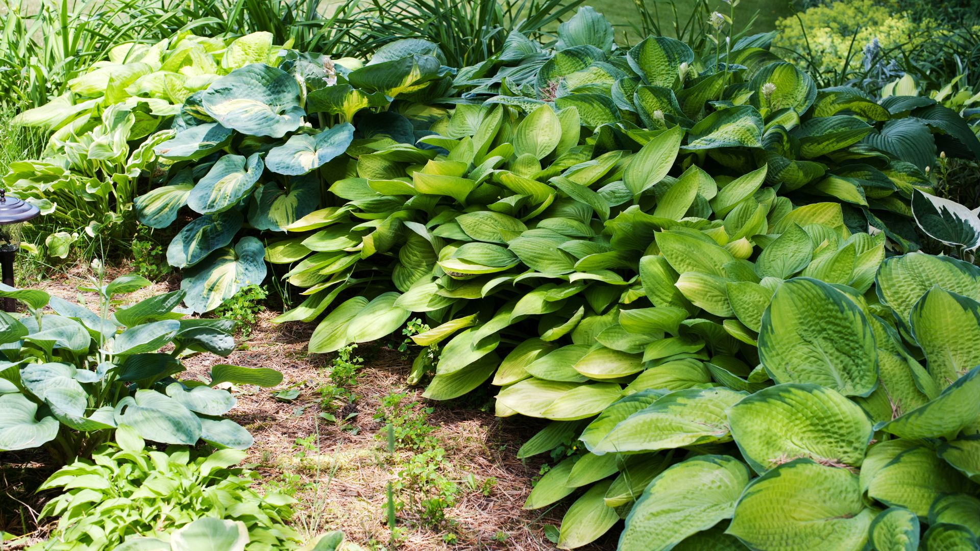 17 Proven Tips For Growing Lush Hostas In Minnesota Gardens