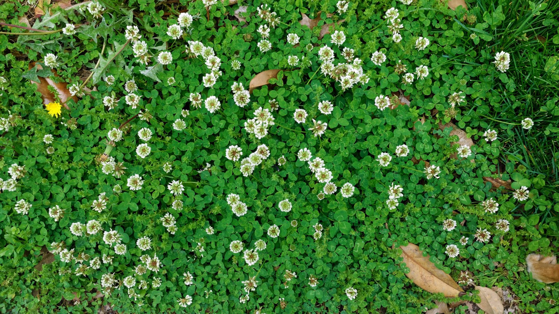 17 Reasons Clover Lawns Are Easier, Cheaper, And Actually Look Better