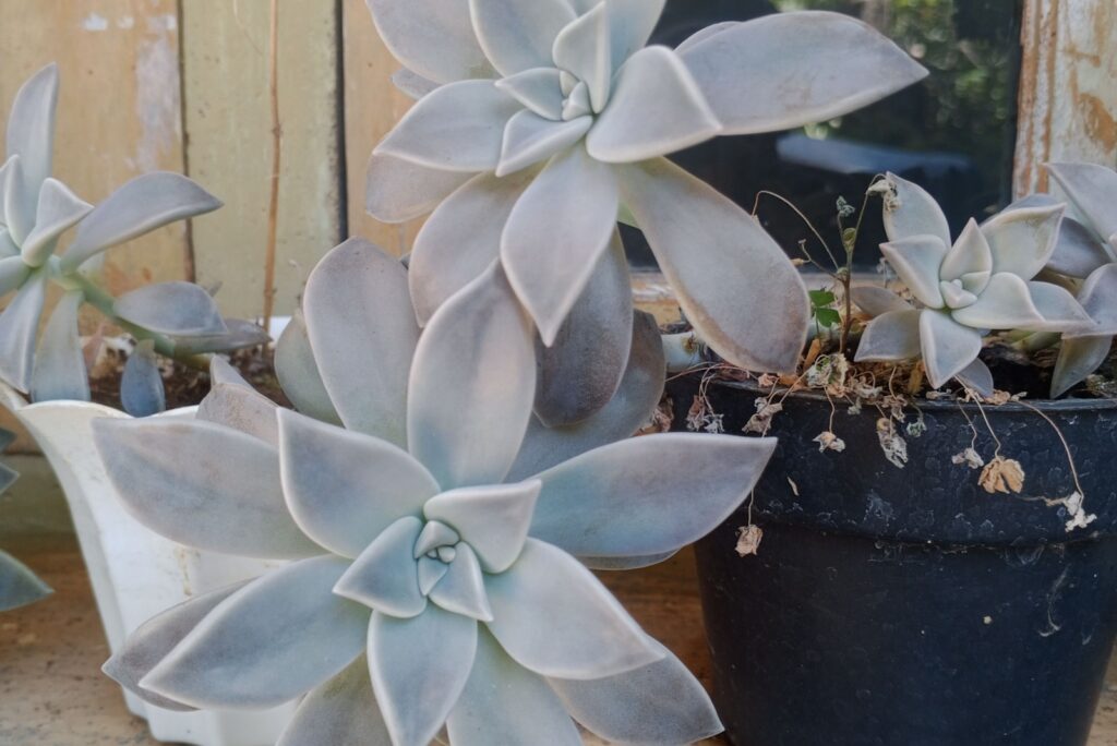 17 Resilient Succulents For Nevada S Dry Climate