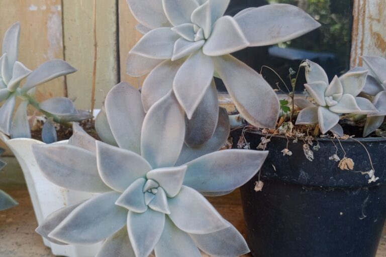 ghost plant succulent (featured image)