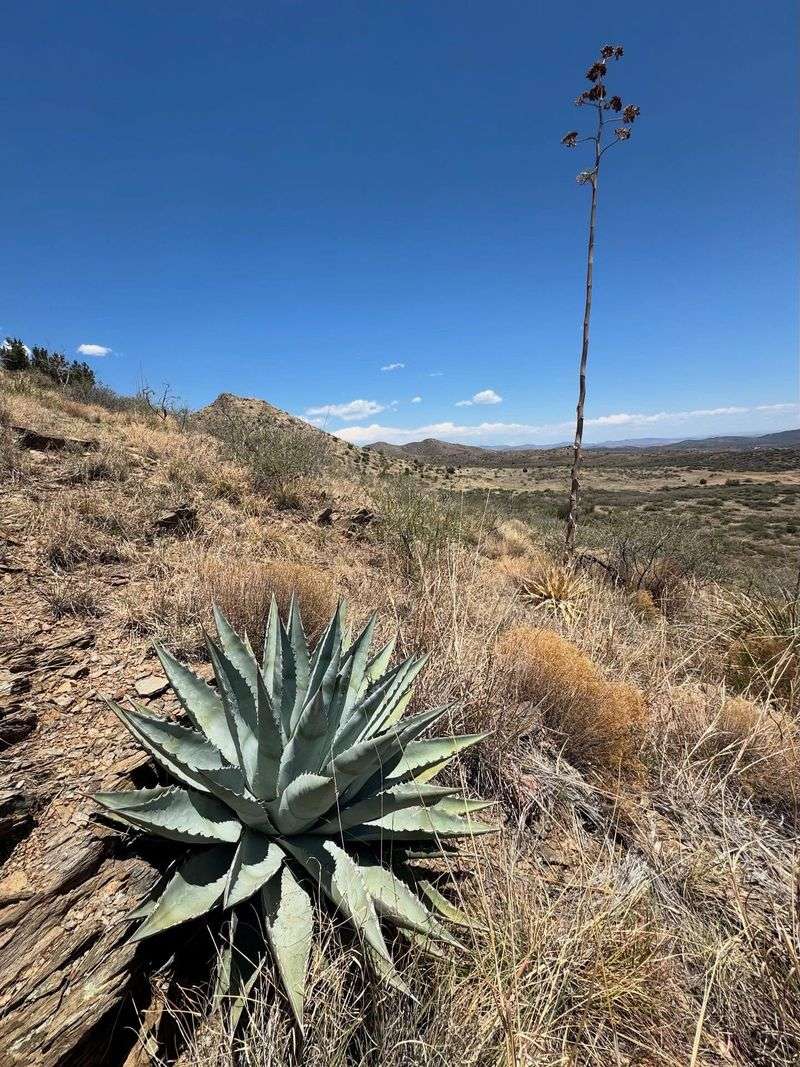 Agave Parryi (Mescal Agave)