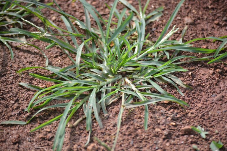 goosegrass weed (featured image)