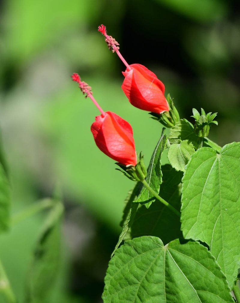 18. Turk's Cap (Malvaviscus arboreus)