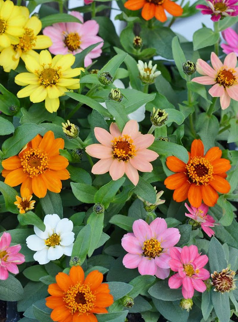 18. Profusion Zinnias
