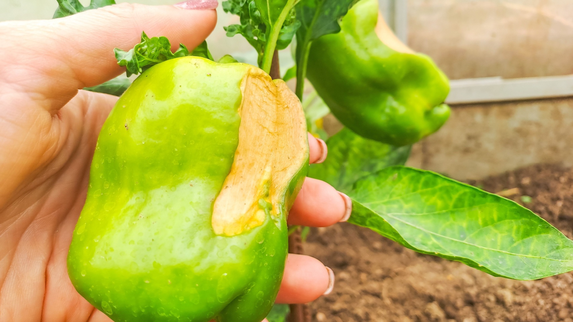 18 Crops You Shouldn’t Compost After August In Florida
