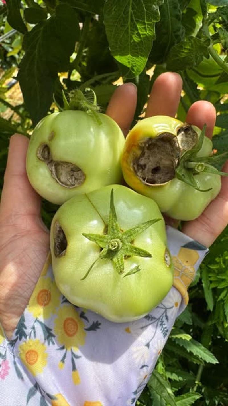 Tomato Plants With Disease Spots