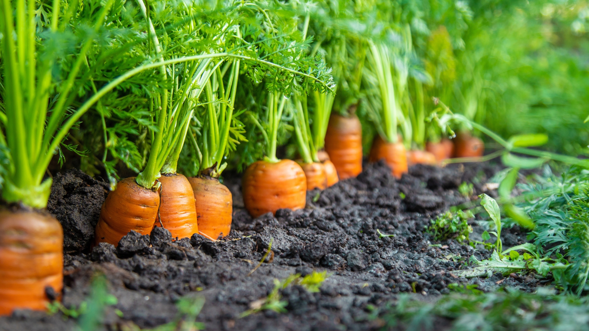 18 Fall Vegetables You Can Still Plant Right Now In Pennsylvania