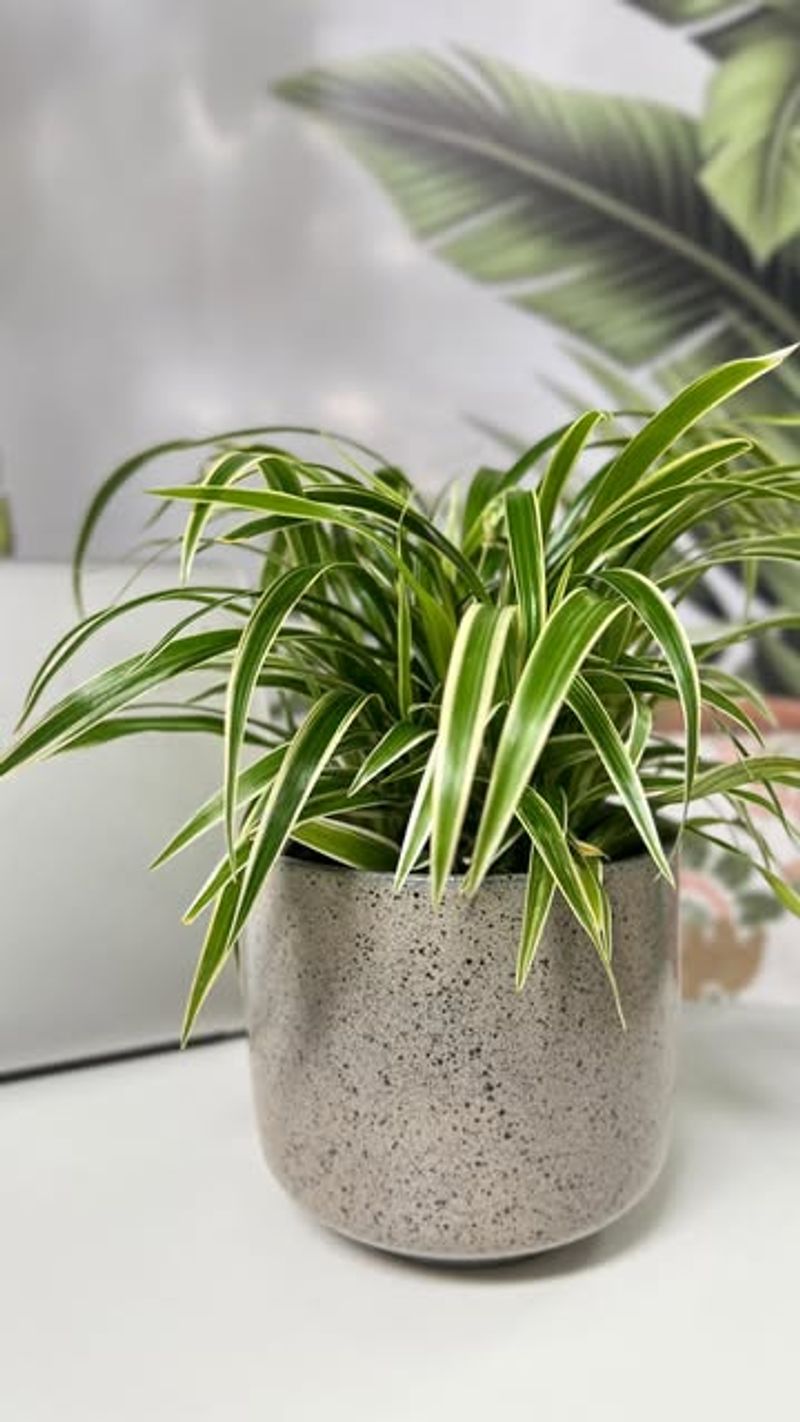 Spider Plant: The Resilient Air Cleaner