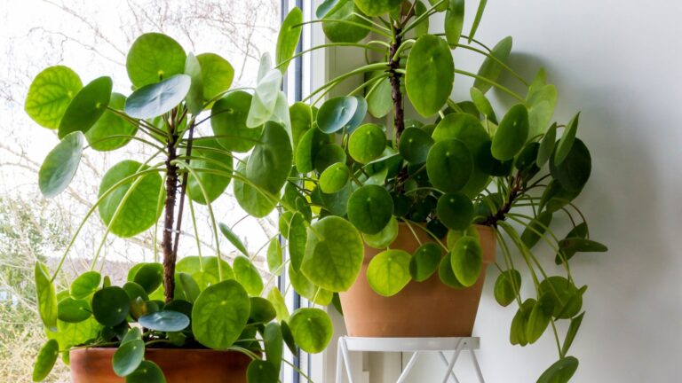 chinese money plant indoors