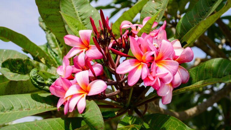 Plumeria