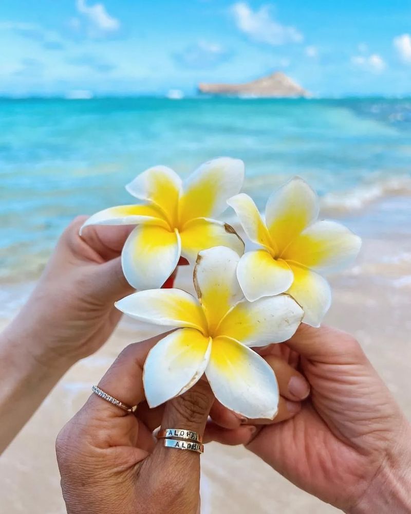 Plumeria