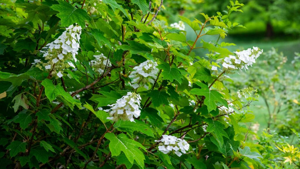 18 Perennials With The Most Colorful Fall Foliage In Vermont