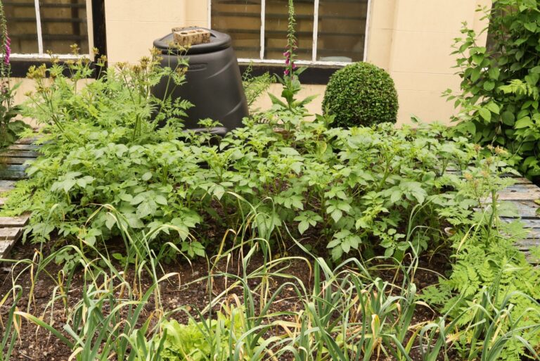 garden with vegetables and foliage plants (featured image)