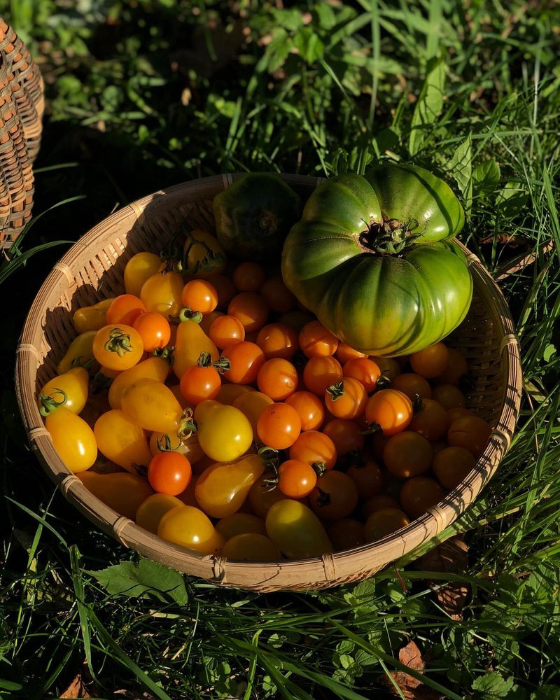 Tomatoes And Black Walnut Trees
