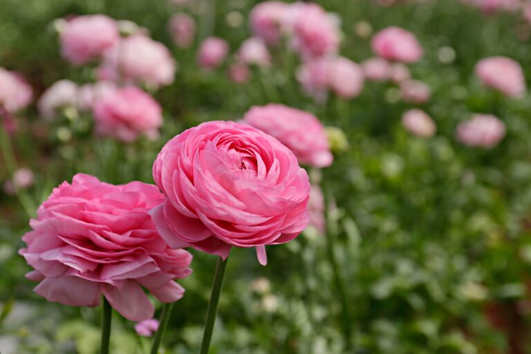 ranunculus plant in bloom (featured image)