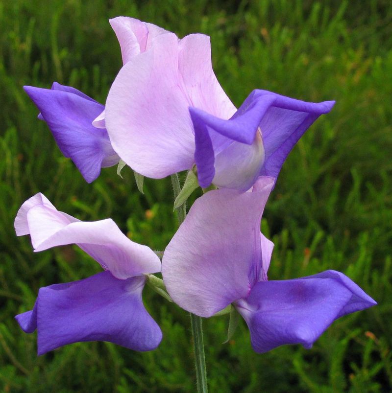 Sweet Peas Reach Peak Performance