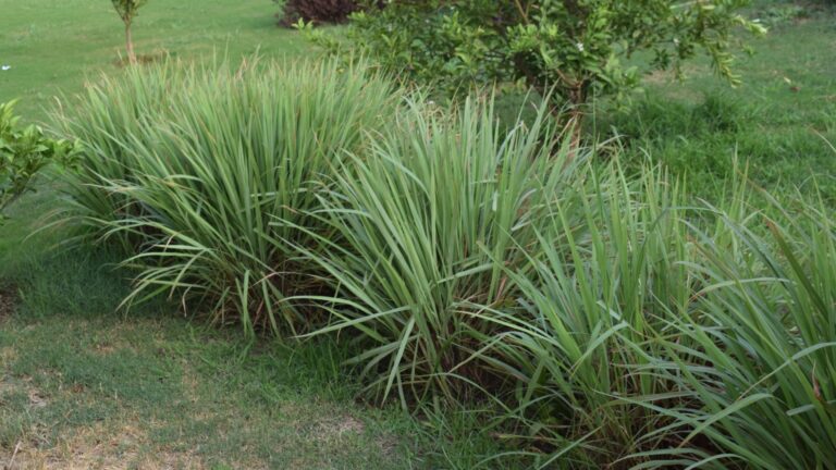 lemongrass plant