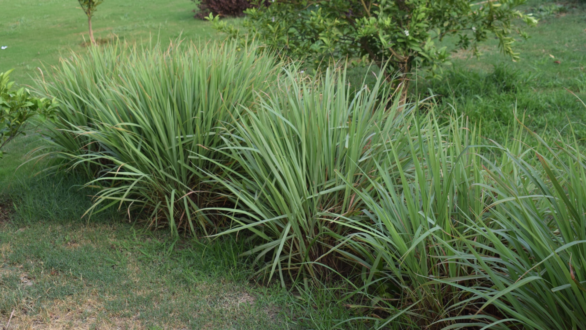 18 Plants That Naturally Repel Mosquitoes In Louisiana