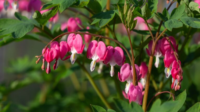 Bleeding Heart