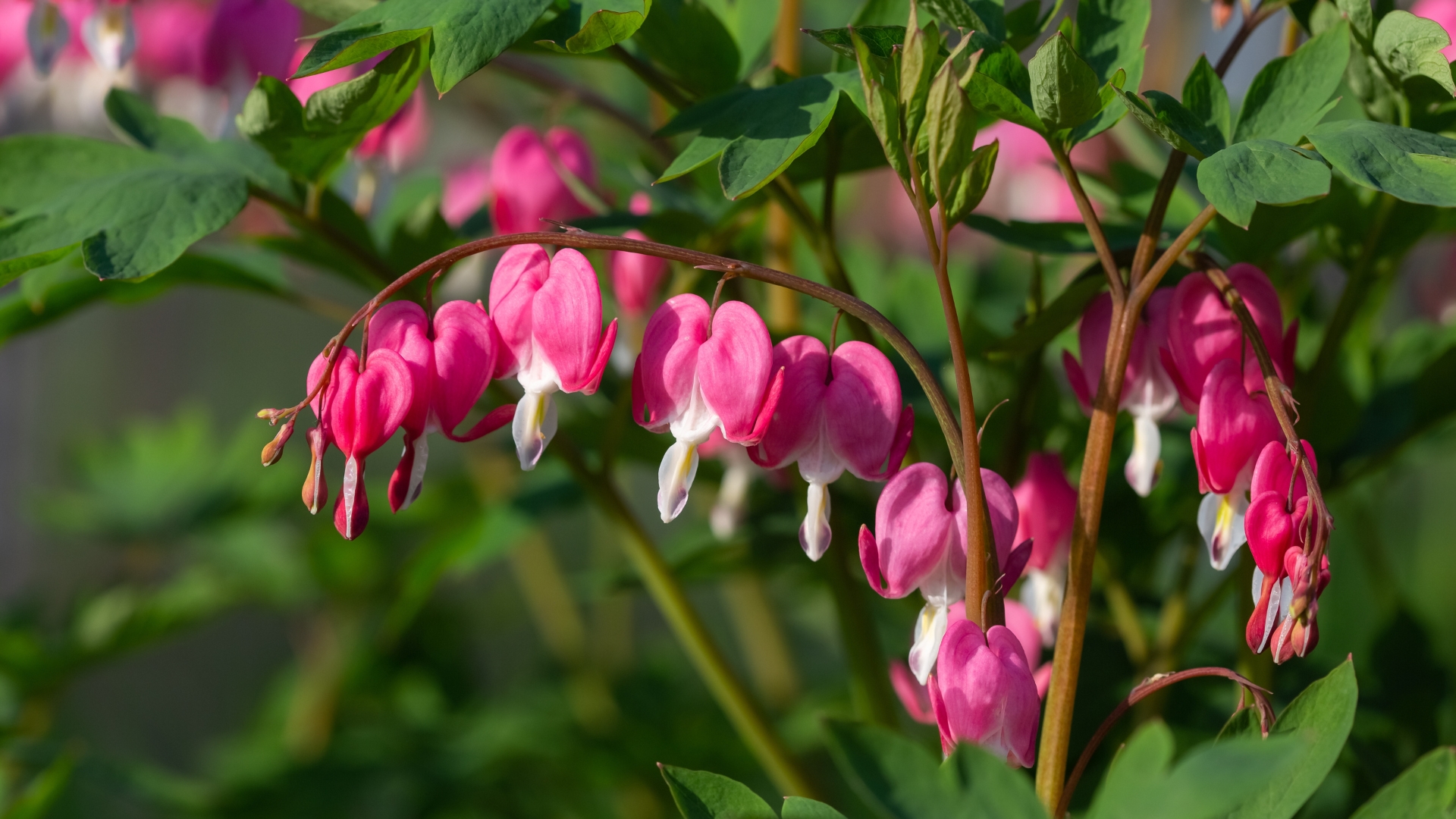 18 Shade-Tolerant Perennials For Connecticut Backyards