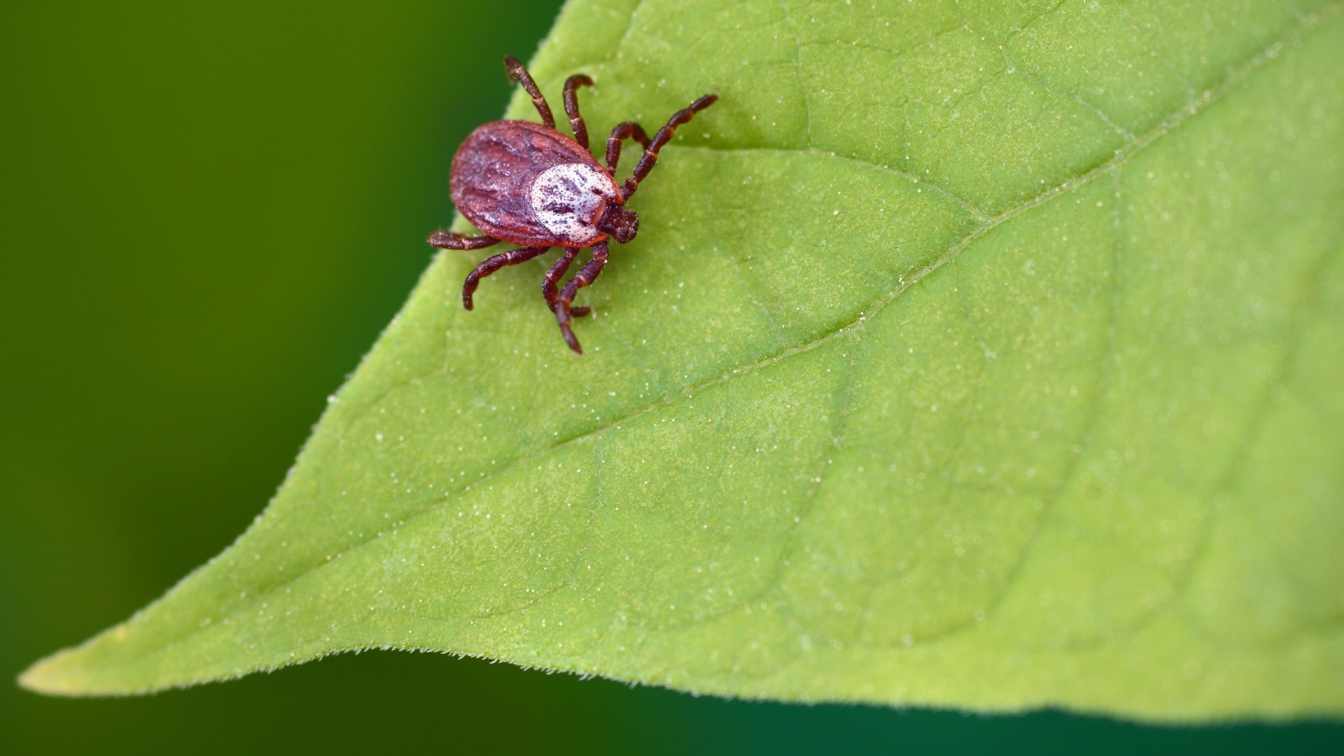 18 Tick-Repelling Plants That Keep Pests Away—And Your Yard Beautiful