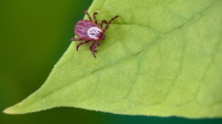 tick pest on a leaf