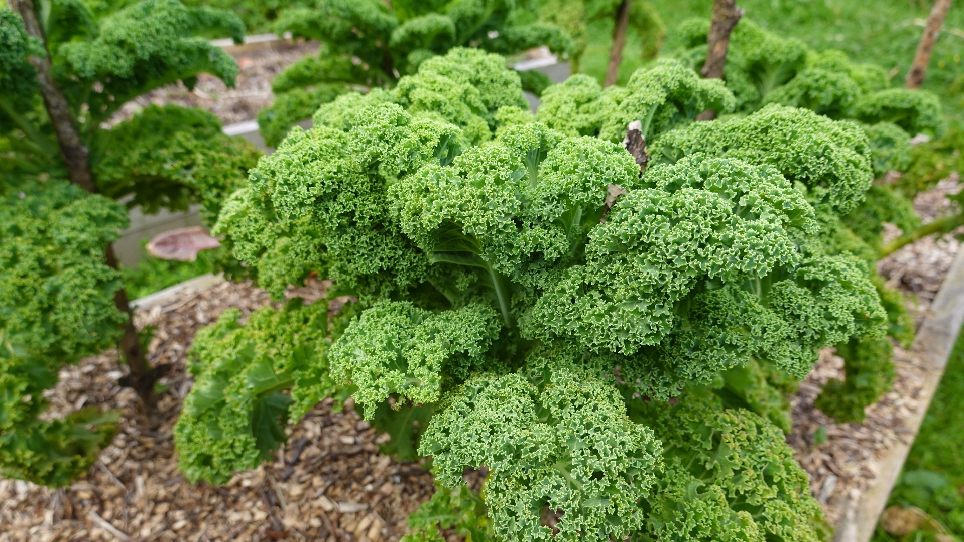 18 Vegetables You Still Have Time To Plant In August—Especially In Texas
