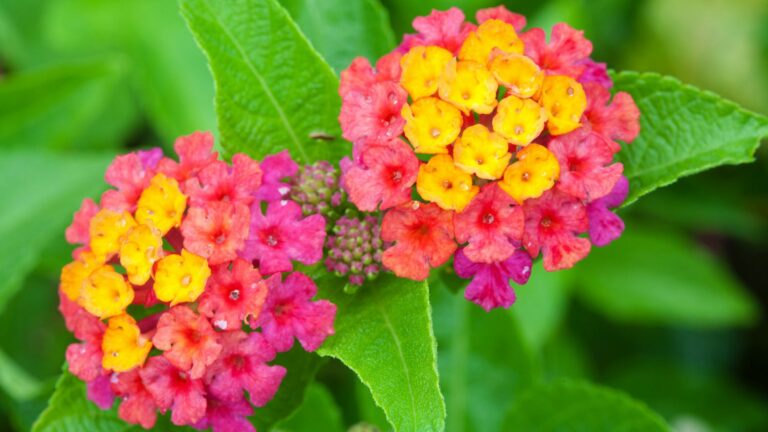 lantana