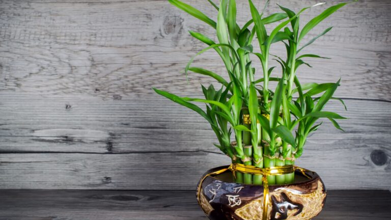 lucky bamboo houseplant