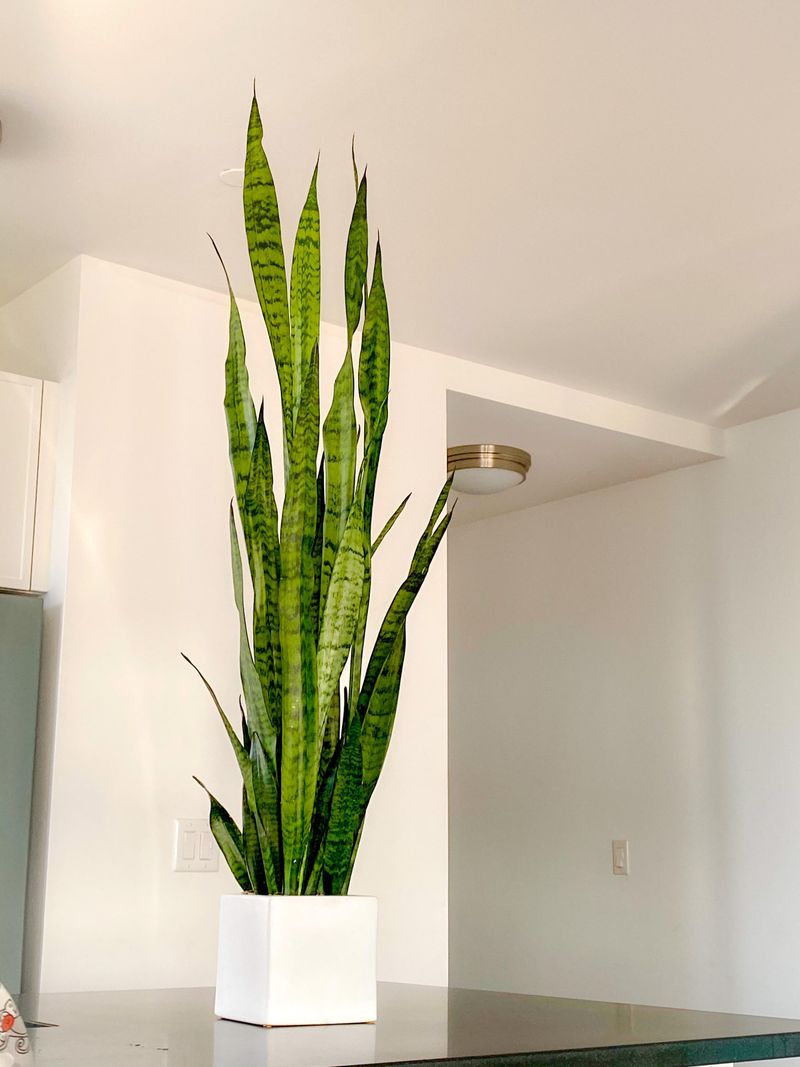 Snake Plant