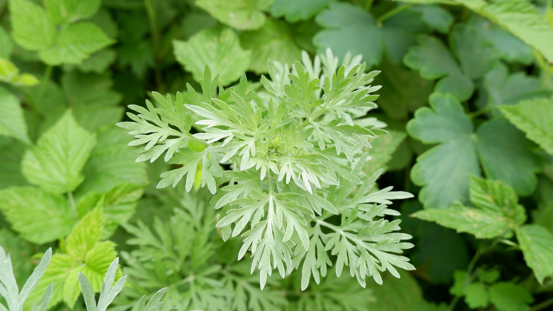 19 Native Plants That Require No Watering In Utah