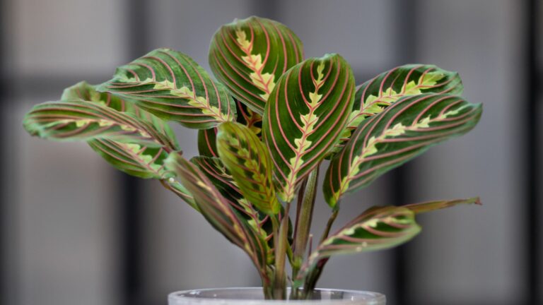 Prayer Plant, Maranta Leuconeura in gray ceramic pot