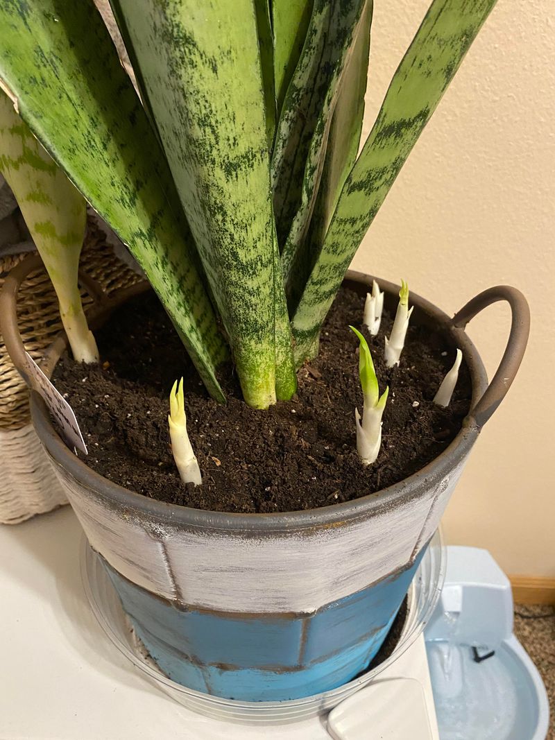 Snake Plant (Sansevieria)
