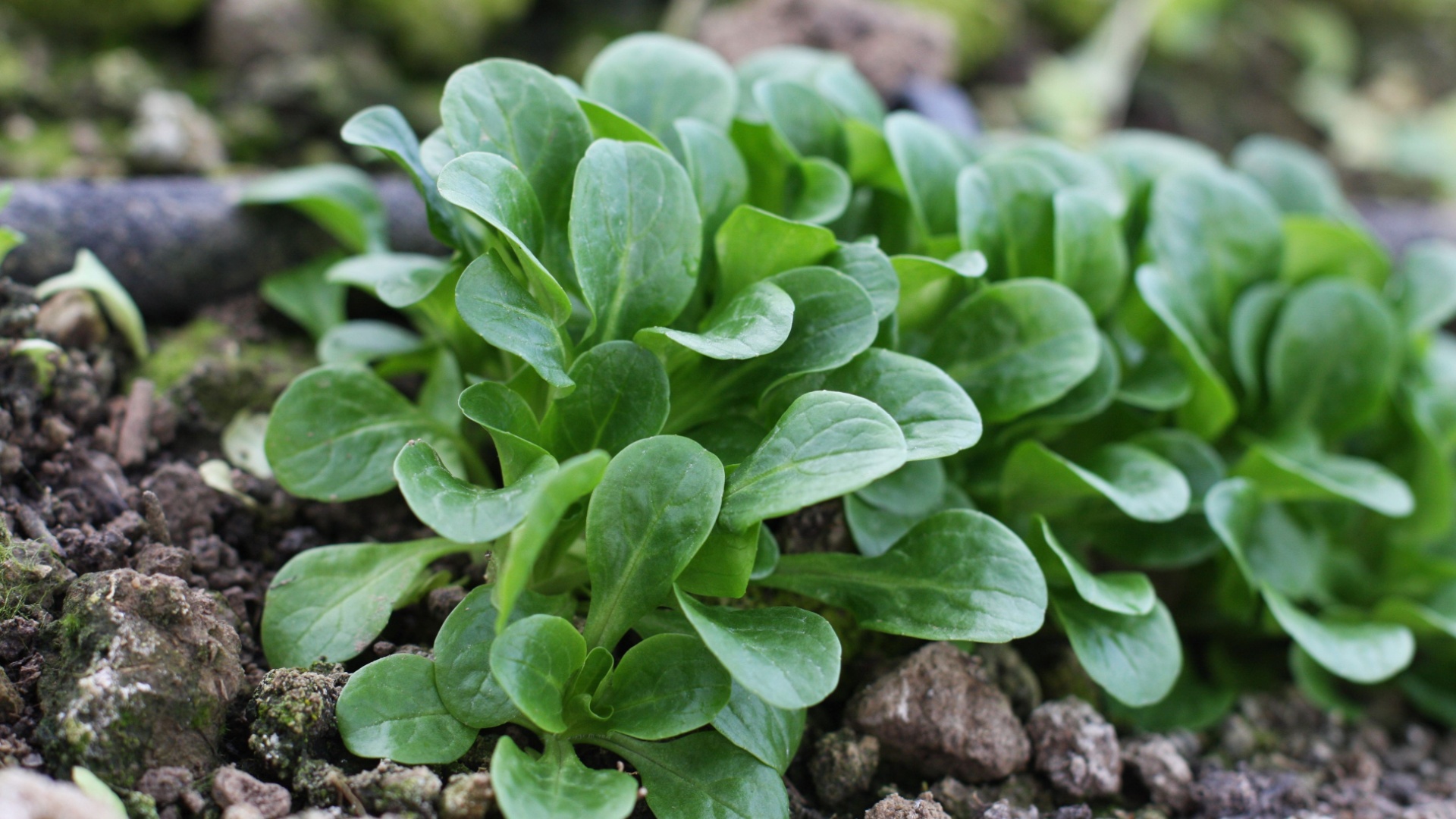 19 Vegetables That Will Only Germinate In August In South Carolina