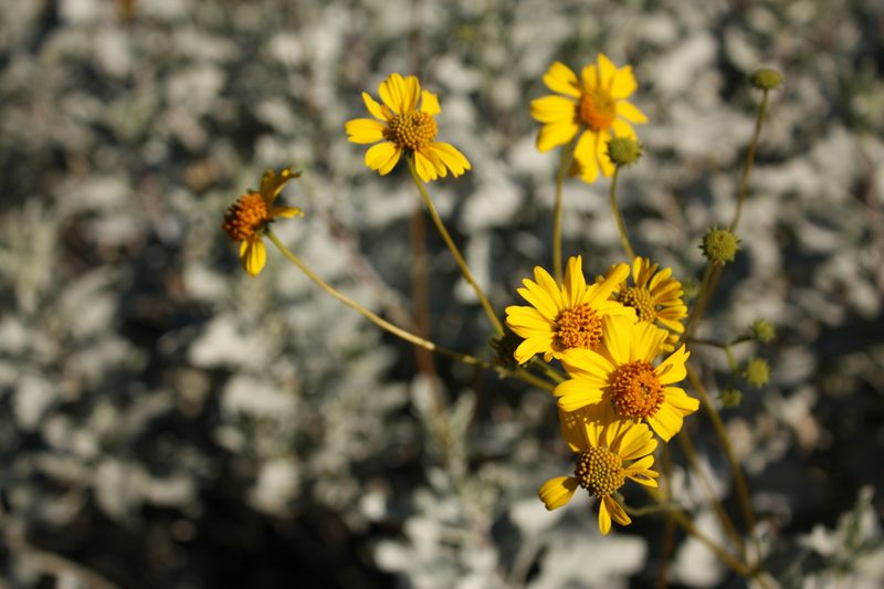 3. Desert Marigolds