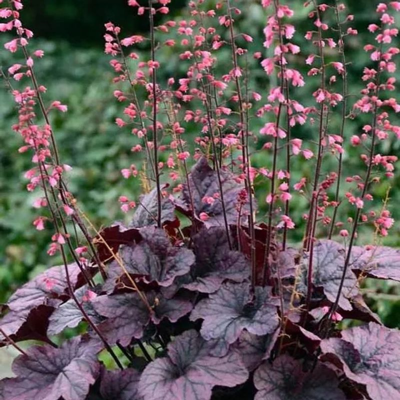 3. Coral Bells (Heuchera sanguinea)